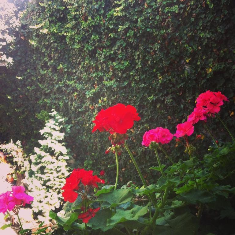Vila Monica Bed & Breakfast Târgu-Mureş Rom bilde